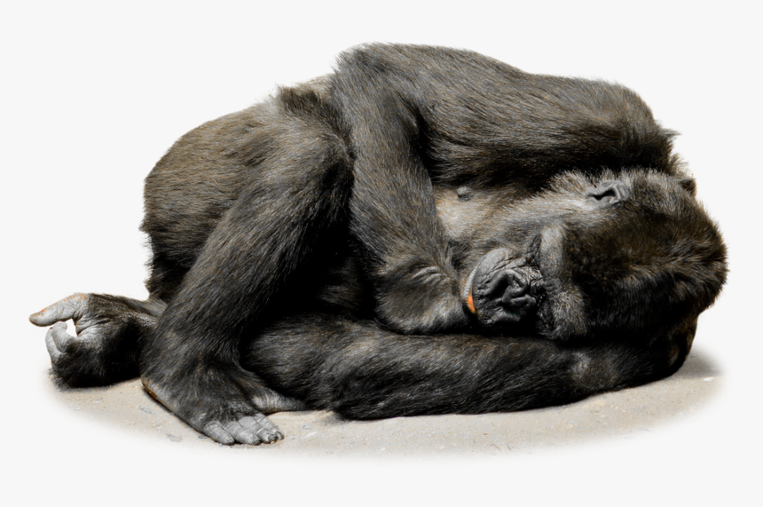Isolated Gorilla Monkey Face - Sleeping Gorilla Png, Transparent Png