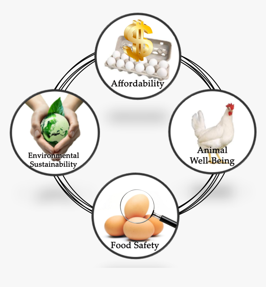 Egg Layers Theme Board, HD Png Download