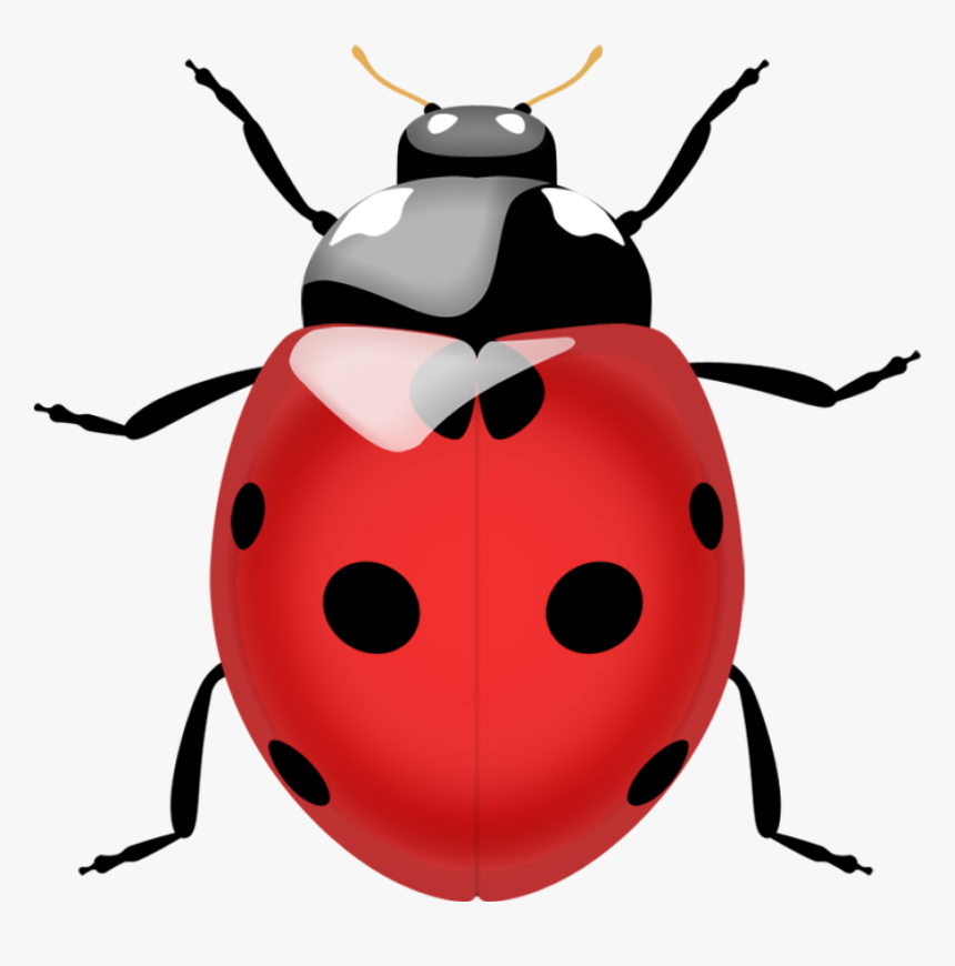 Ladybug Png Image - Ladybug Png, Transparent Png