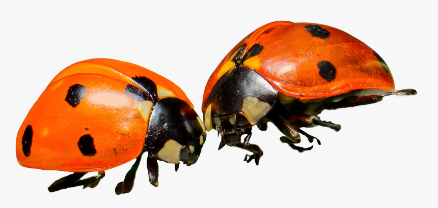 Ladybug - Orange Ladybug Png, Transparent Png