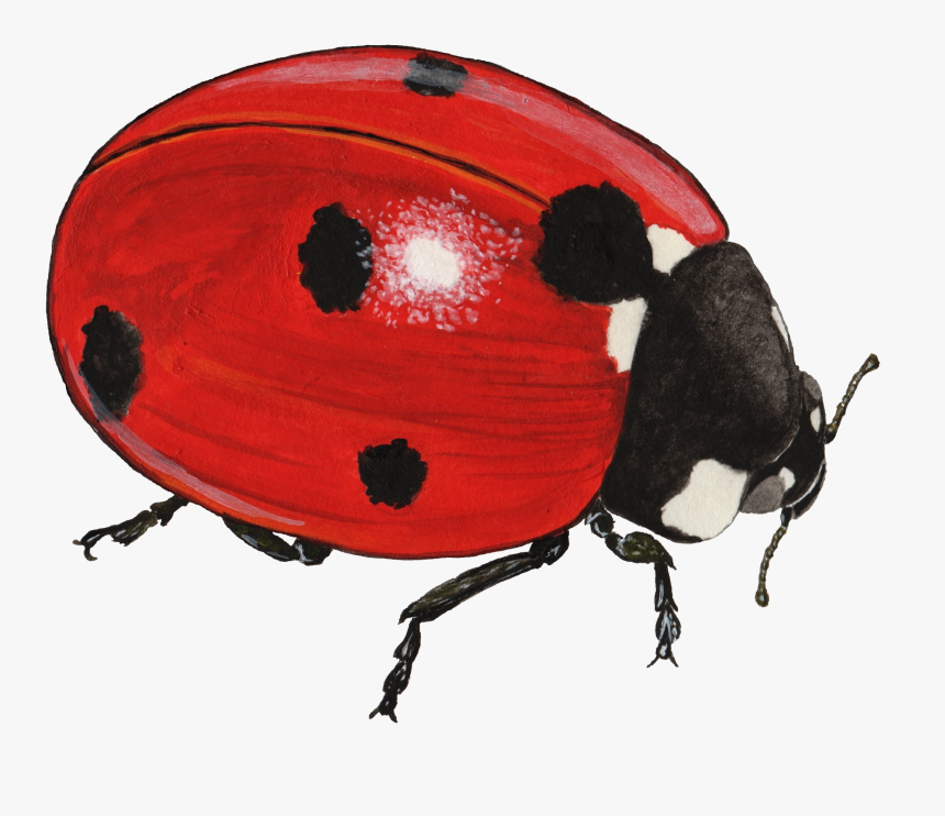 Coccinella Septempunctata Trp 1 - Coccinella Septempunctata Png, Transparent Png