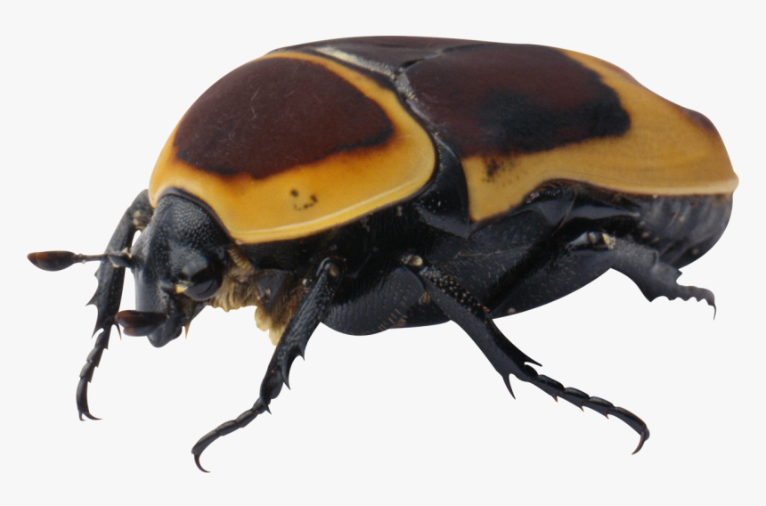 Bug Png Image - Жук Png, Transparent Png