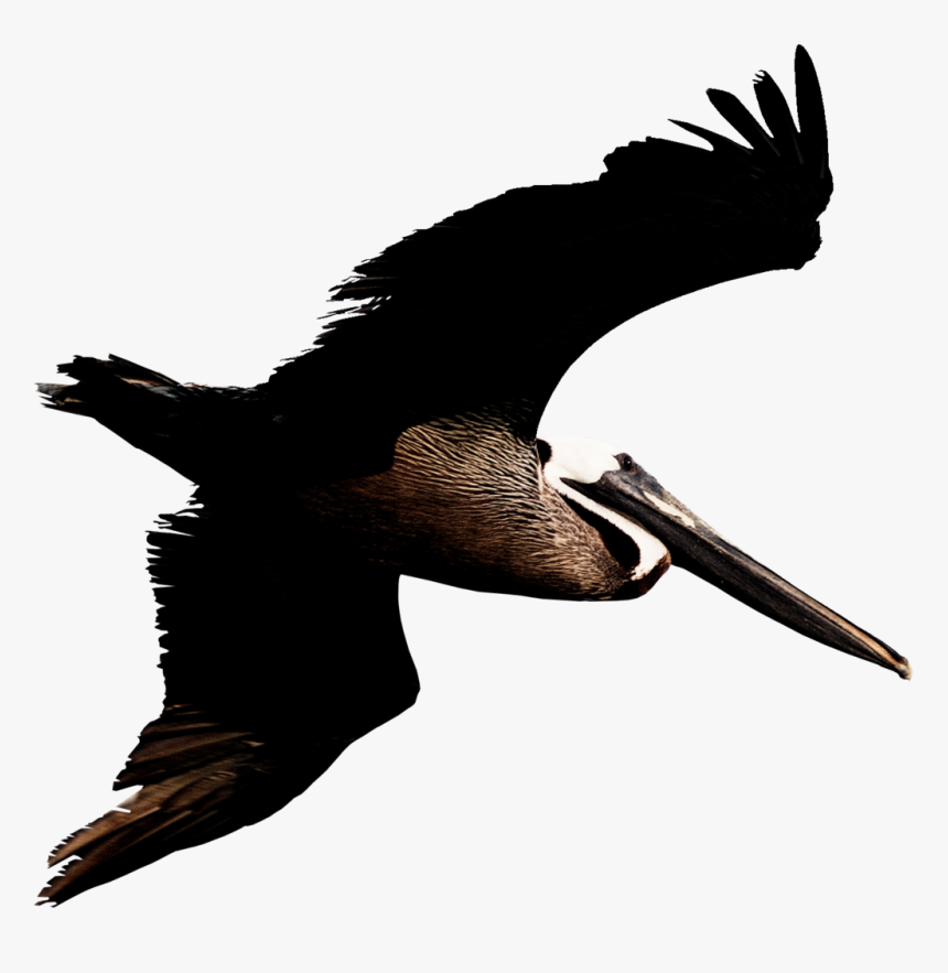 Flying Pelican Png Transparent Image - Louisiana Brown Pelican Transparent Background, Png Download