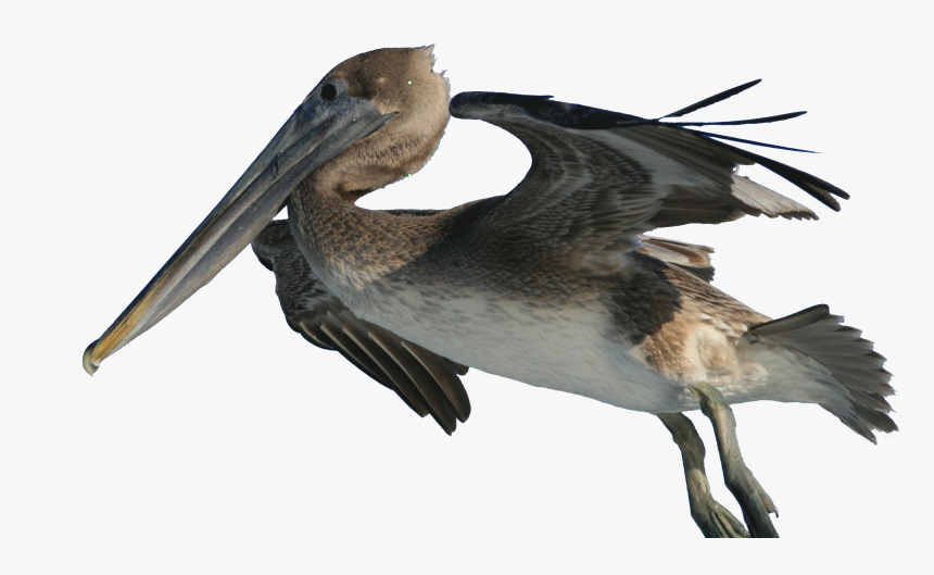 Brown Pelican Bird Fishing Wiki - Brown Pelican Png, Transparent Png