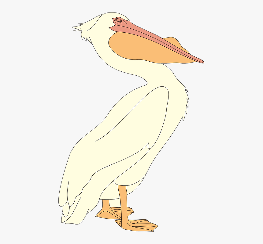 Ciconiiformes, HD Png Download