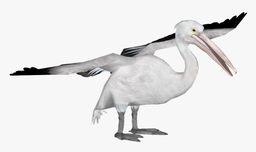 Pelicanaustralian Tamara Henson - Spoonbill, HD Png Download