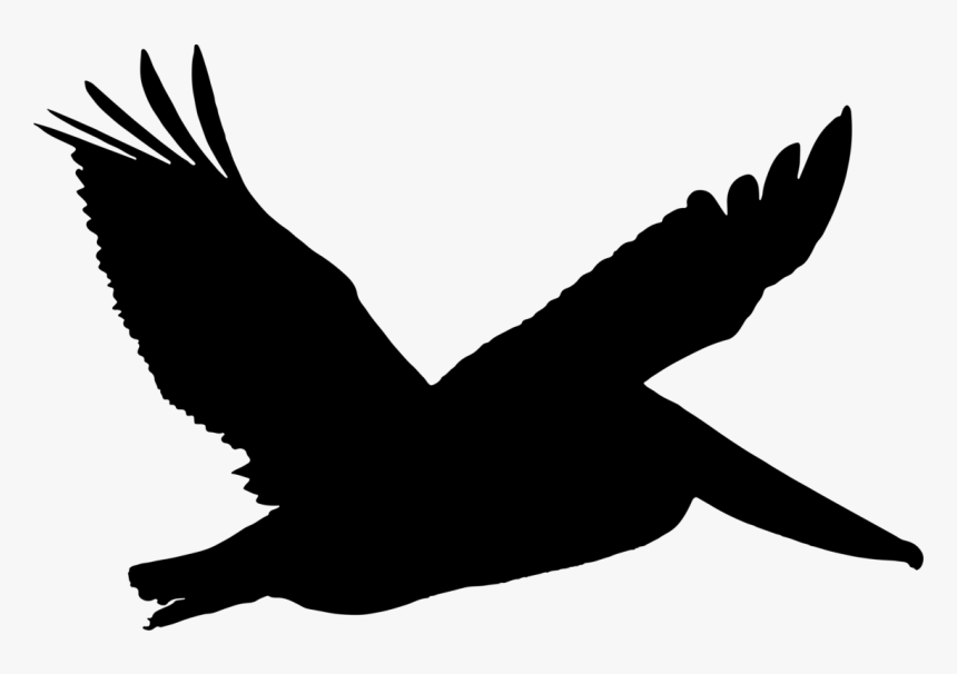Silhouette,kite,wing - Flying Pelican Silhouette Png, Transparent Png