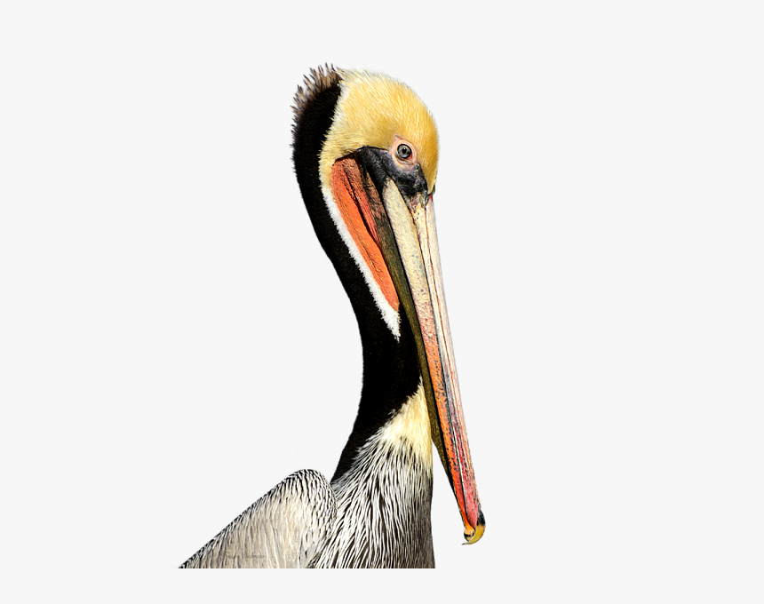 Pelican Products Beak Neck Animal - Brown Pelican, HD Png Download