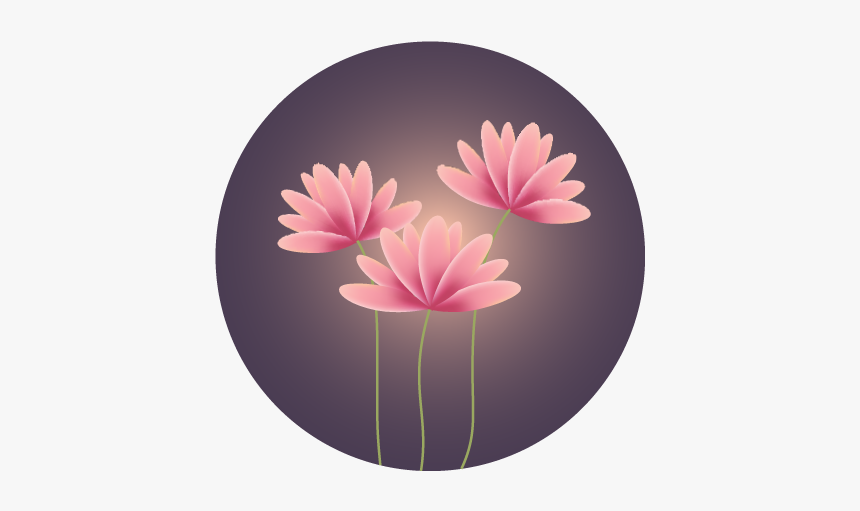 Water Lily, HD Png Download