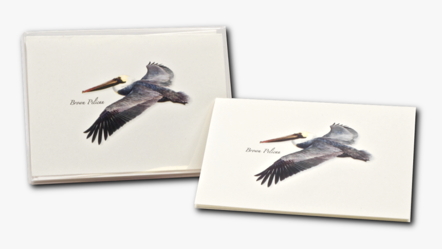 Seabird, HD Png Download