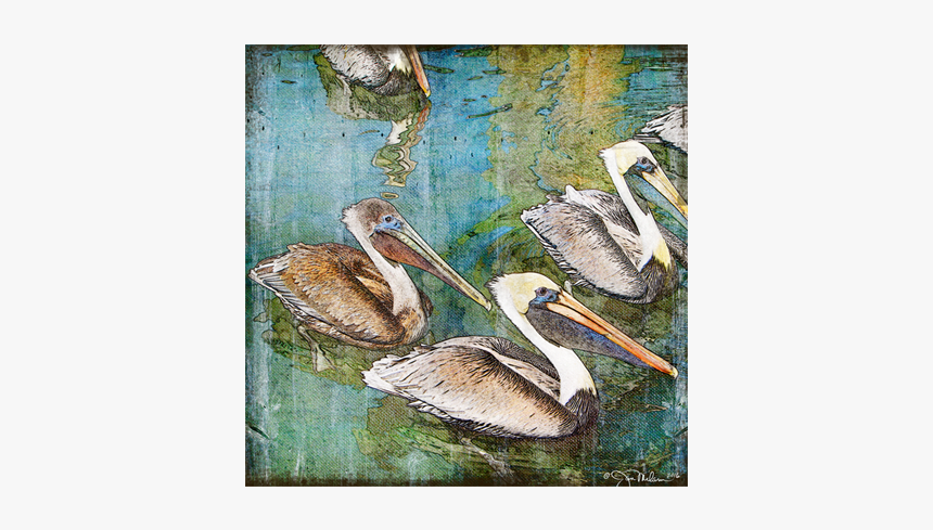 Brown Pelican, HD Png Download