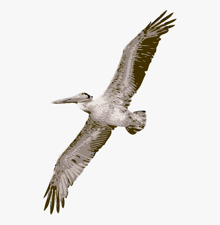 Pelican - Pelican Clipart, HD Png Download