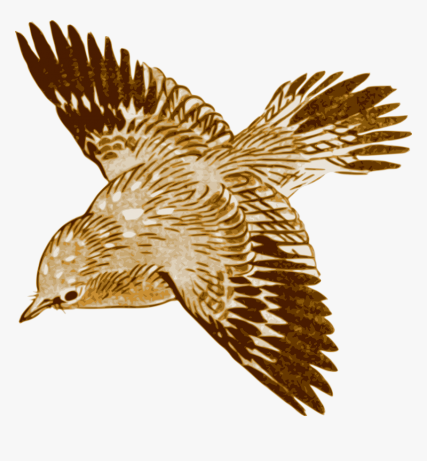 Free Png Download Flying Brown Birds Png Images Background - Brown Bird Flying Painting, Transparent Png