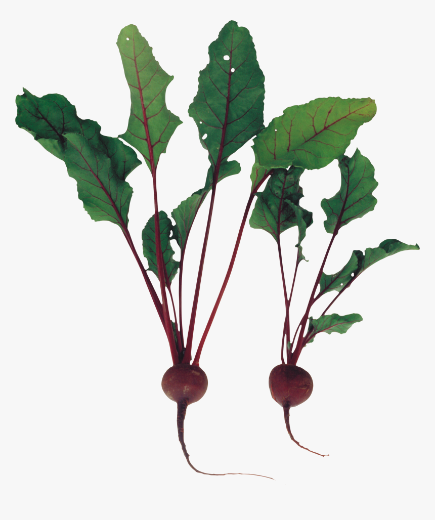 Beet - Beet Plant Png, Transparent Png