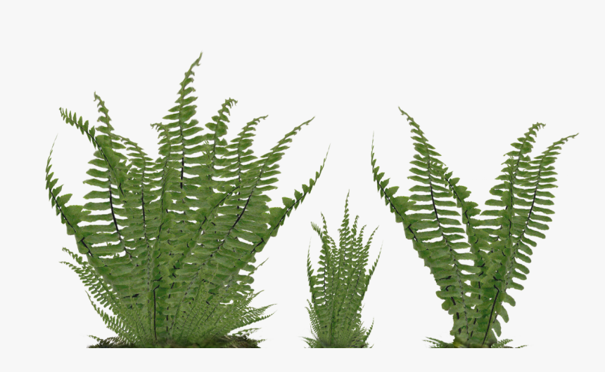 Fern Foliage Png Stock Photo 2081 Assorted Ground By - Ferns Png, Transparent Png
