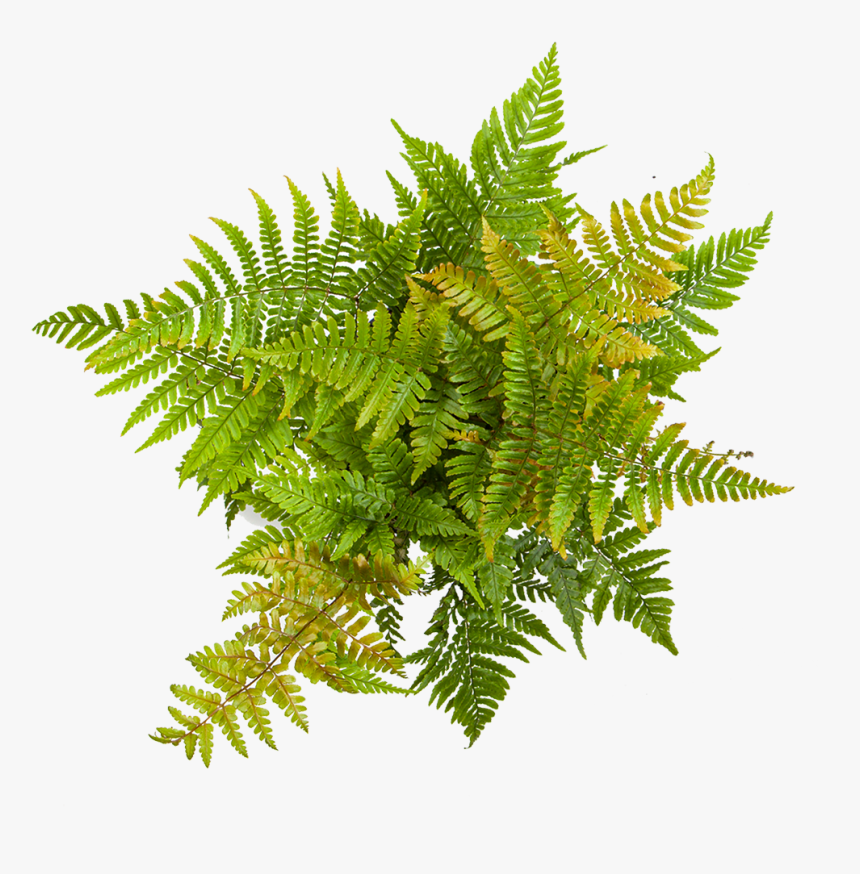 Fern Autumn, HD Png Download