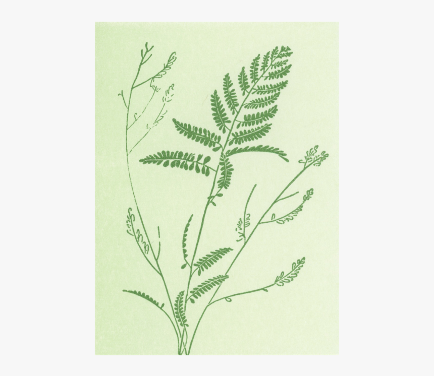 Fern, HD Png Download