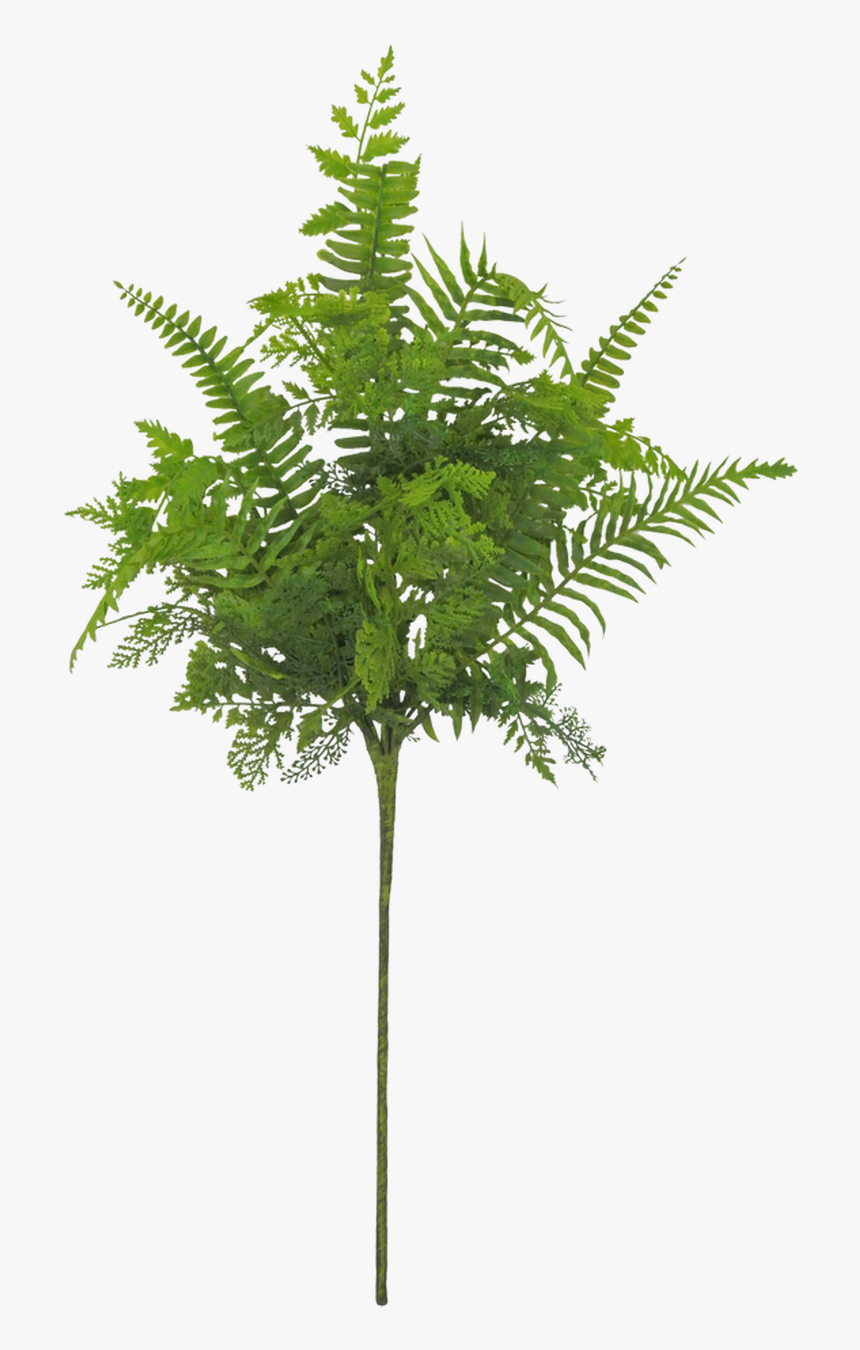 20 - Pond Pine, HD Png Download