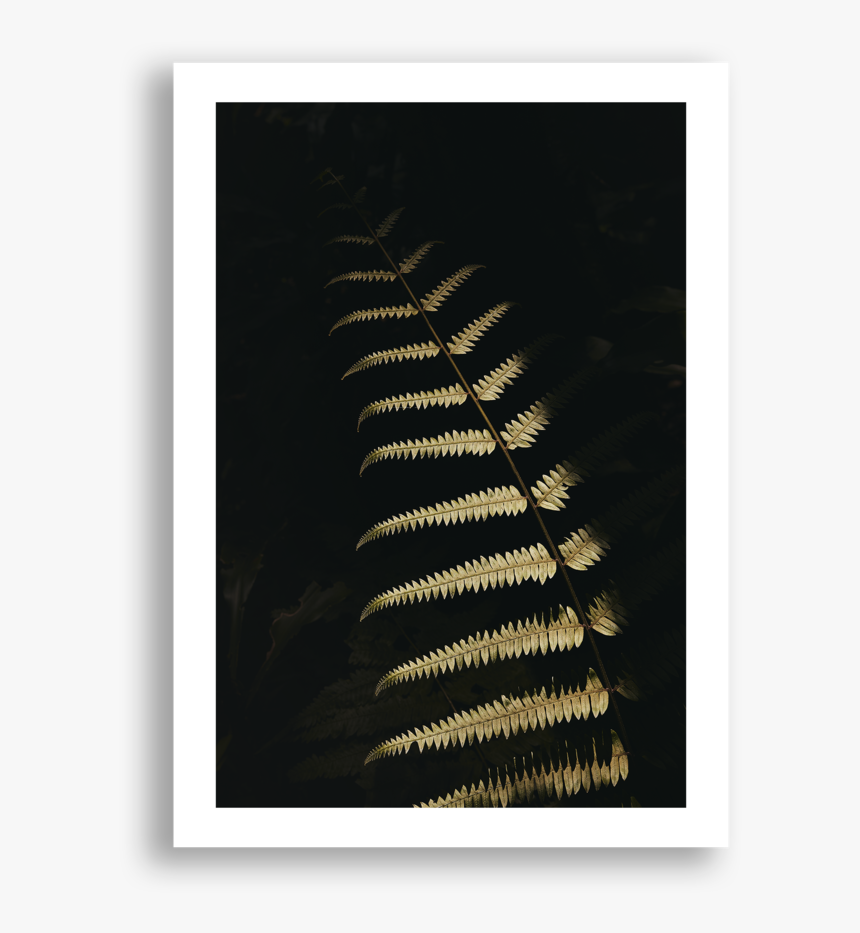 Fern 2, Nyungwe, HD Png Download