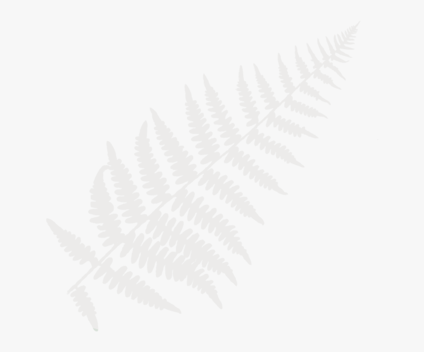 Transparent White Ferns Png, Png Download