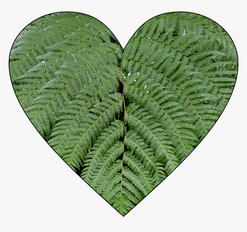#ferns - Ostrich Fern, HD Png Download