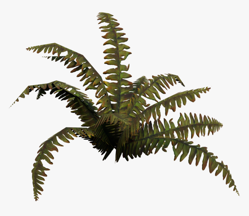 Fern, HD Png Download