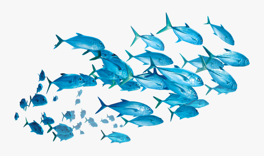Thumb Image - School Of Fish Transparent, HD Png Download