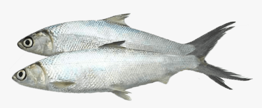 Coregonus Lavaretus, HD Png Download