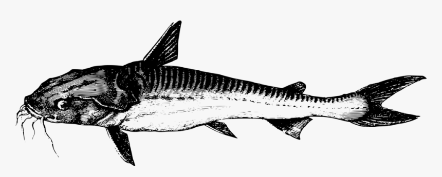 Fish, HD Png Download