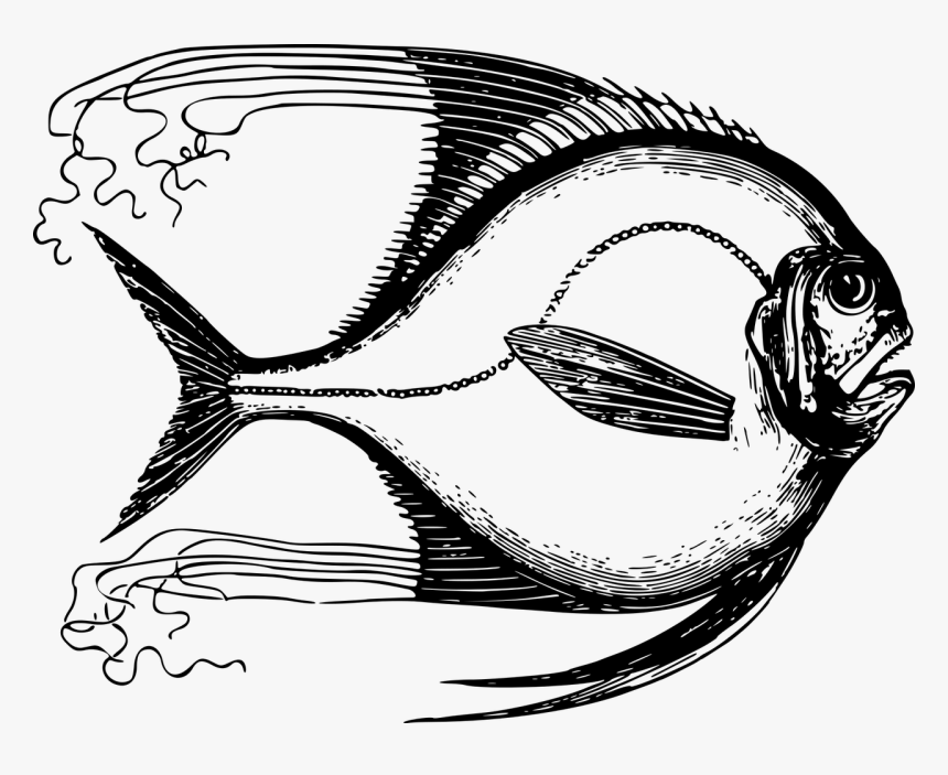 Excotische Tekening, HD Png Download