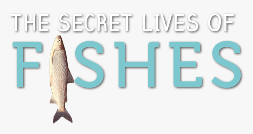 Secret Lives Of Fishes - Pull Fish Out Of Water, HD Png Download