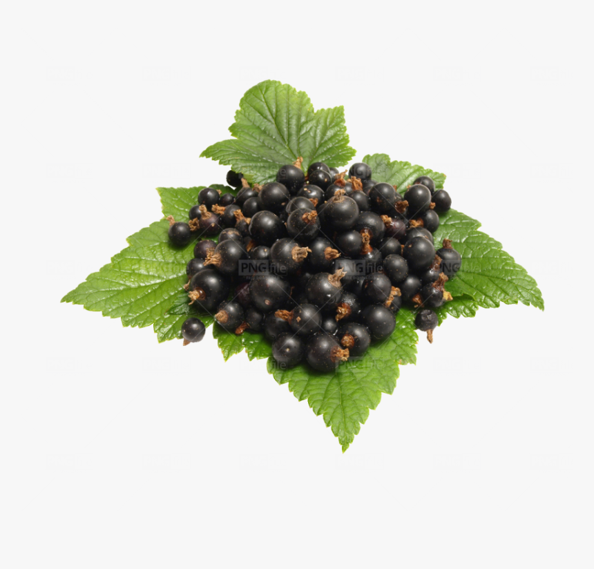 Wild Fruit Transparent, HD Png Download