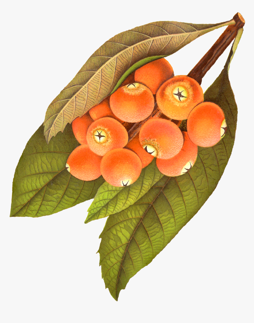 Leaves Clipart Berry - Berry Illustration Png Vintage, Transparent Png