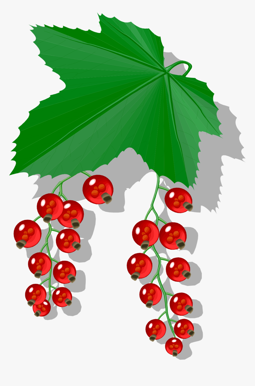 Redcurrant, HD Png Download