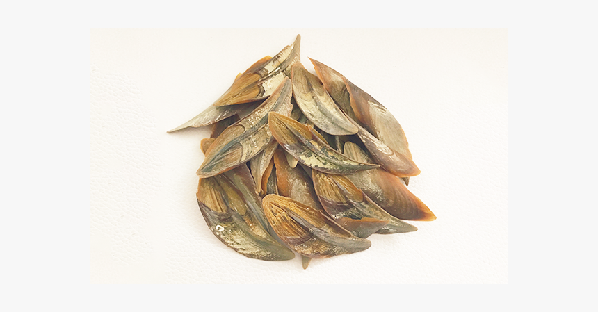 Accept Custom Ocean Dollar Operculum Seashells - Einkorn Wheat, HD Png Download