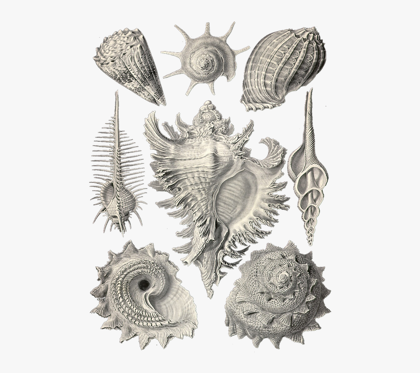 Ernst Haeckel, HD Png Download