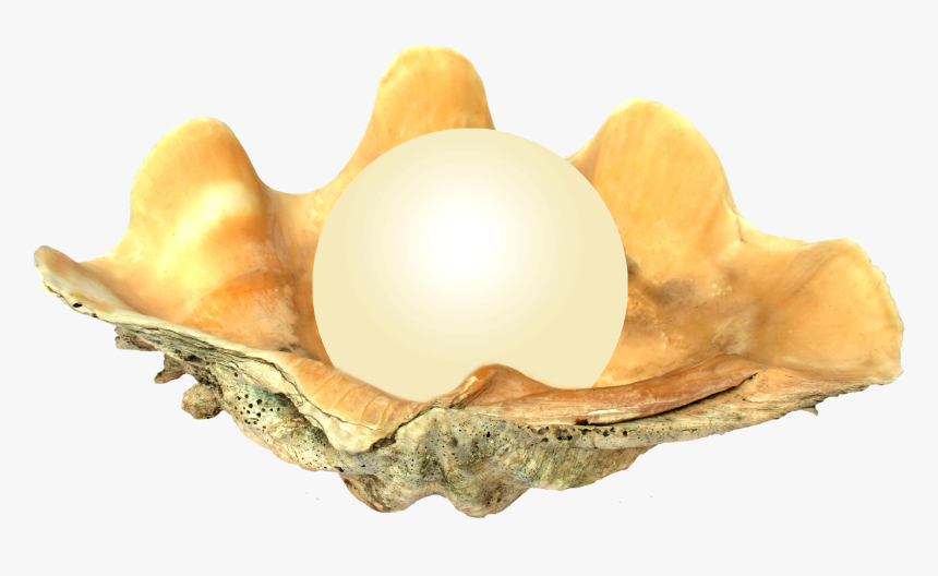Seashell Png - Pearl In Oyster, Transparent Png
