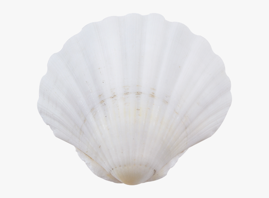 6 Irish Deep Seashells - Baltic Clam, HD Png Download