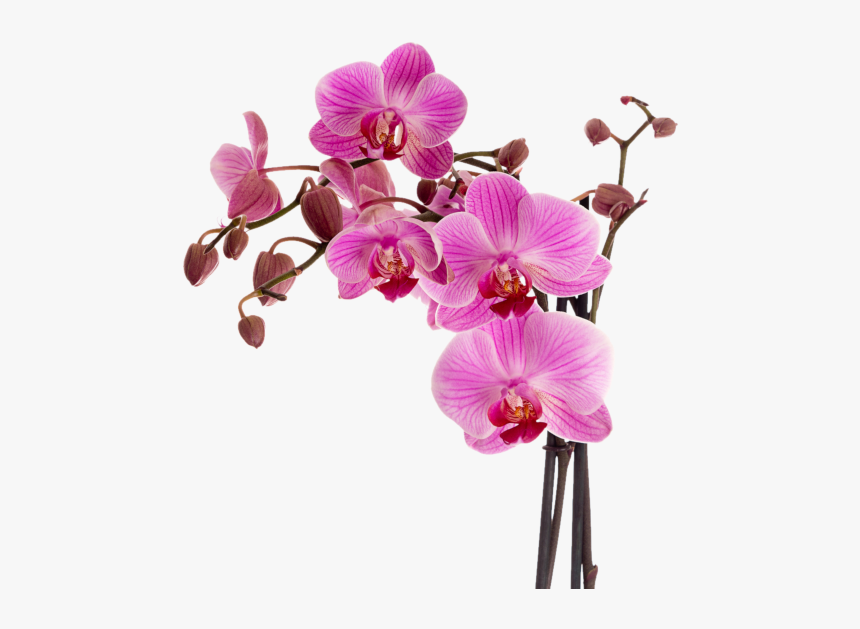 Botanical Images Of Orchids, HD Png Download