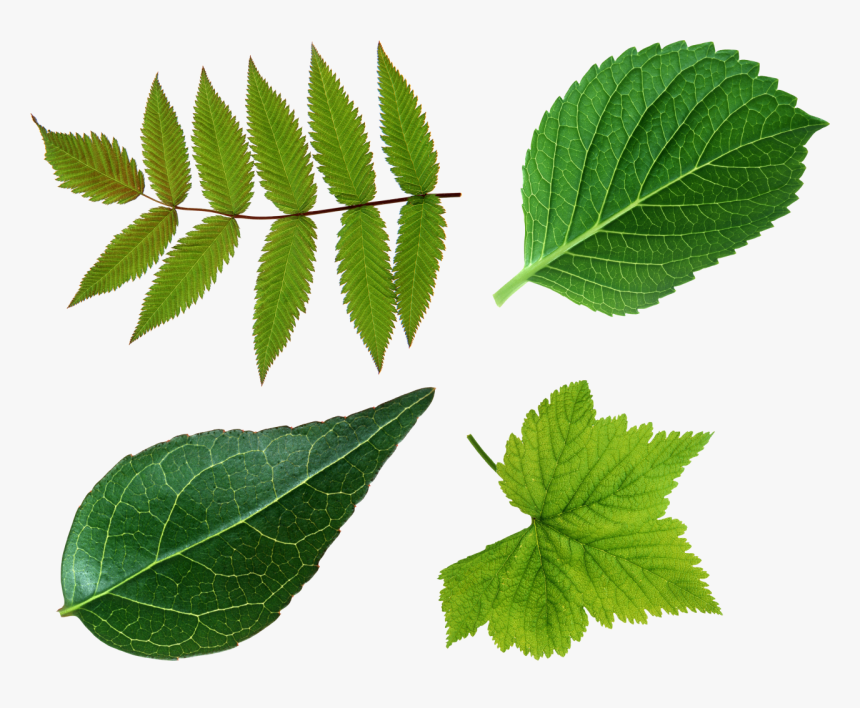 Green Leaves Png Image - Green Leave Png, Transparent Png