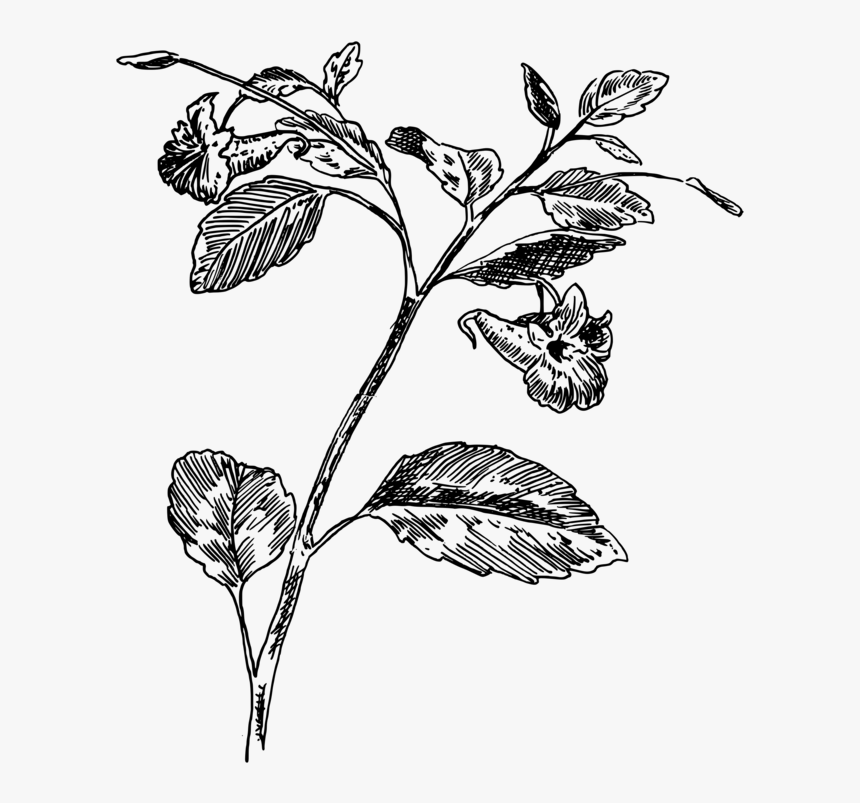 Drawing Computer Icons Medicinal Plants Herb - Botanical Drawing Herb Png, Transparent Png