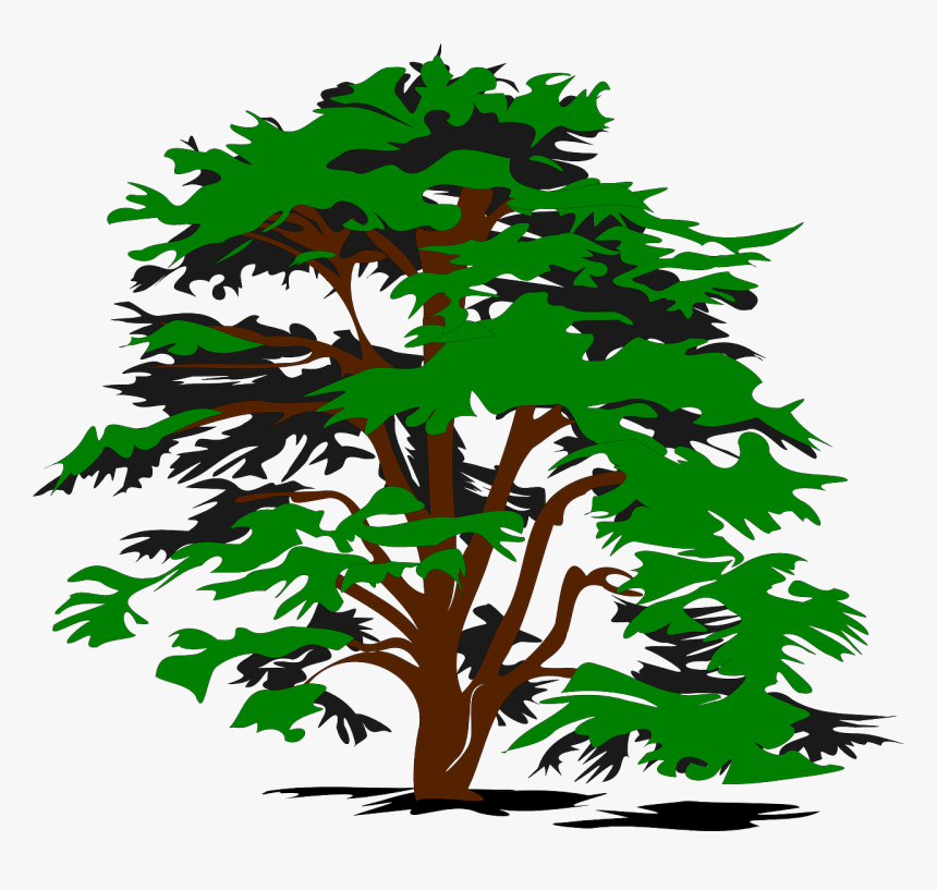 Cedar Tree Clip Art, HD Png Download