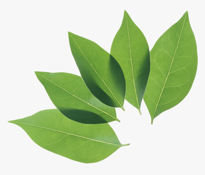 Green Leaves Png Image, Transparent Png