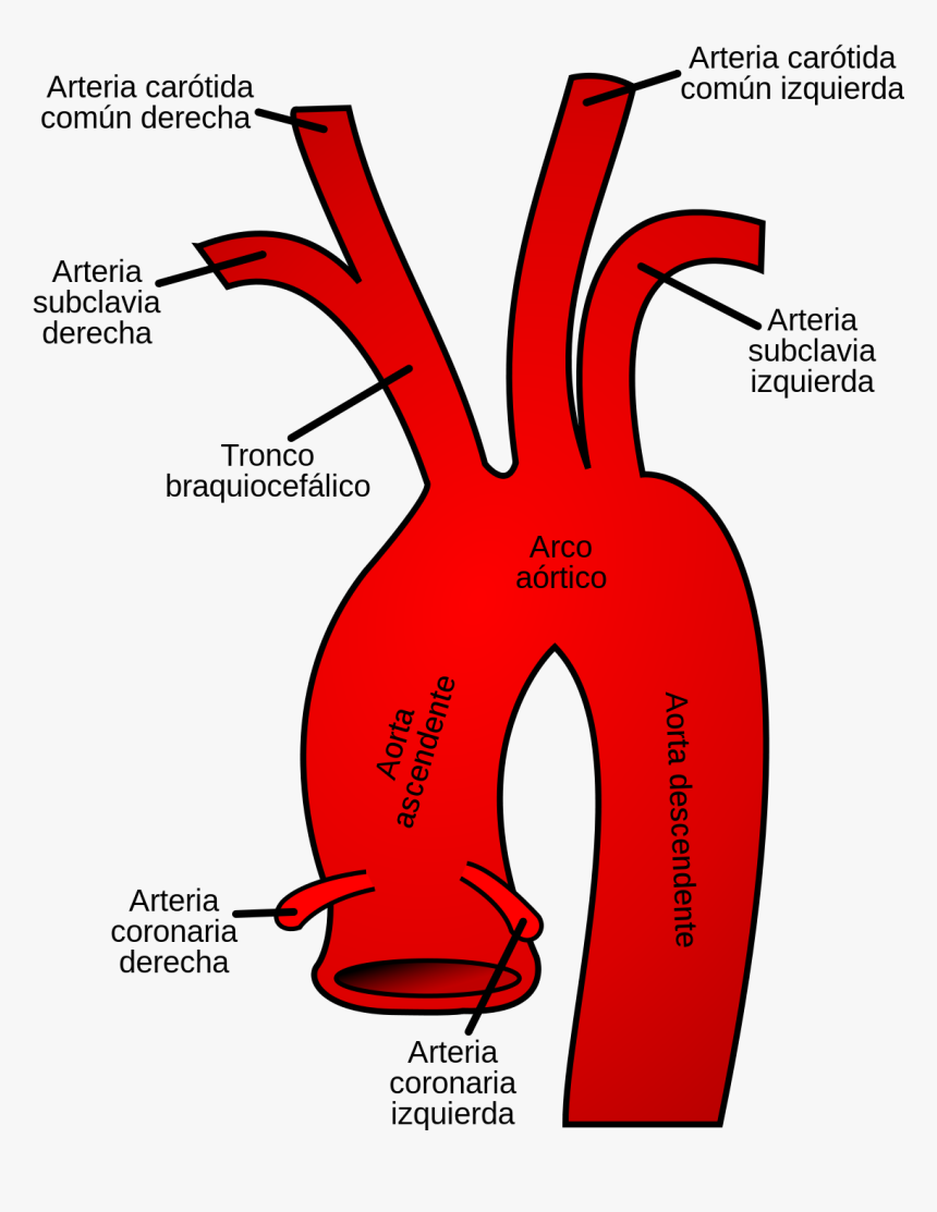 Aortic Arch, HD Png Download