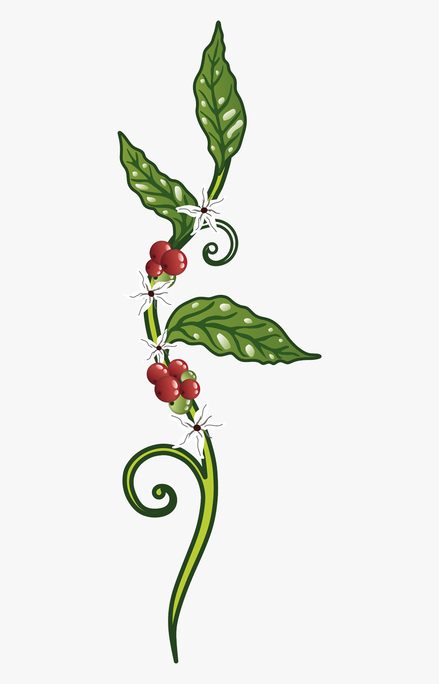 Mata De Cafe Png, Transparent Png