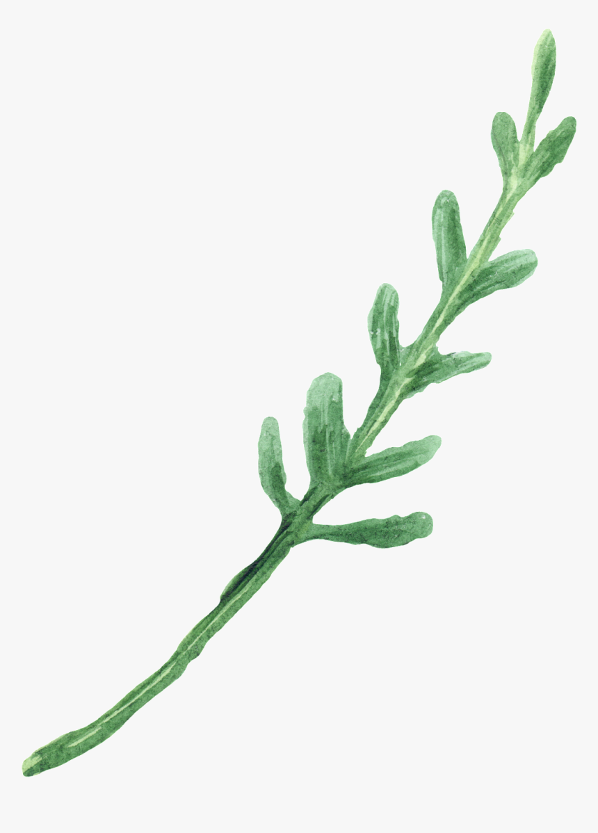Water Green Foliage Transparent Decorative , Png Download - Jacobaea Vulgaris, Png Download