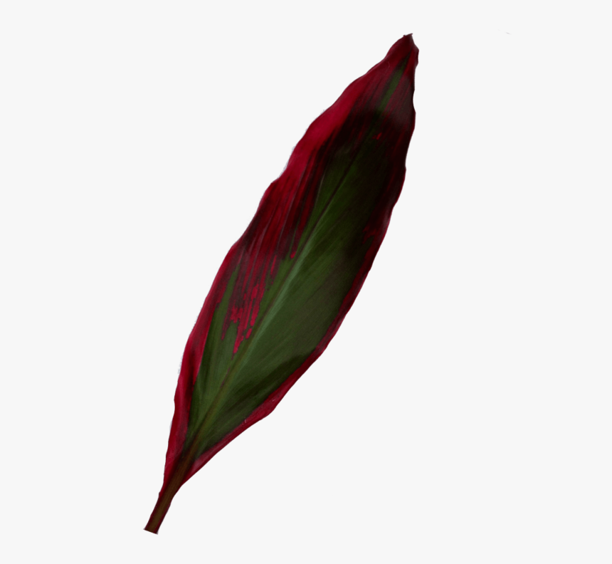 Red Shiny Leaf Ti - Canna Family, HD Png Download