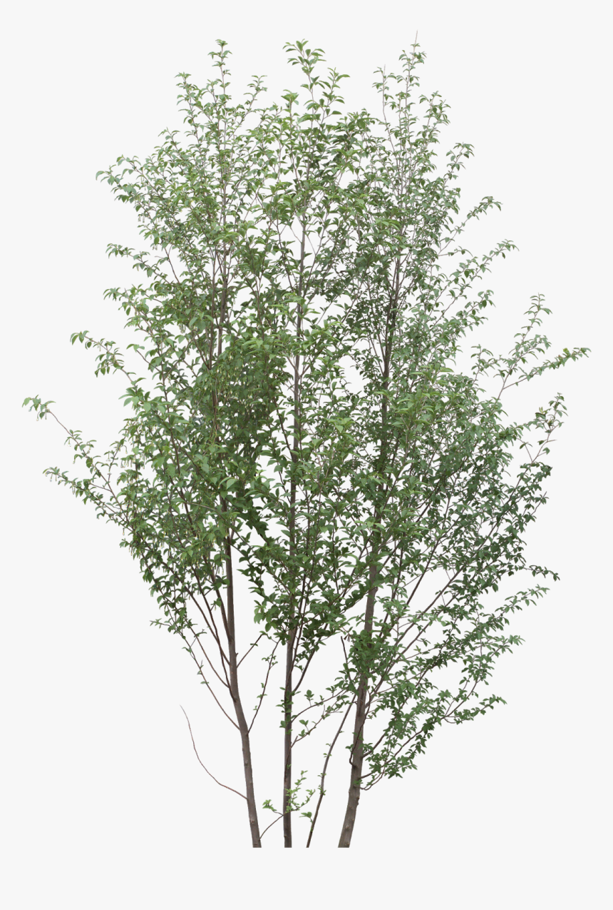 Ramas Png, Transparent Png