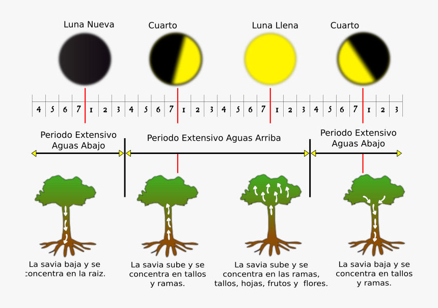 Fases De La Luna - Clip Art, HD Png Download