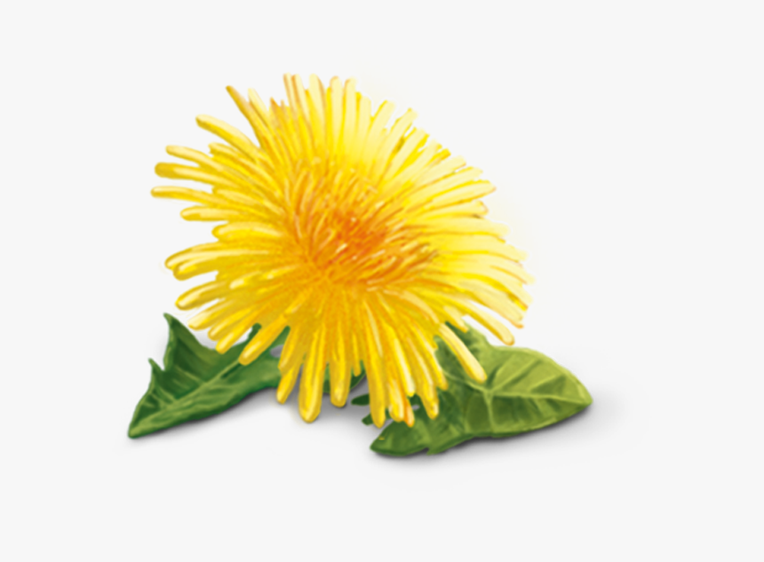 Yellow Dandelion Png Hd - Yellow Dandelion Png, Transparent Png